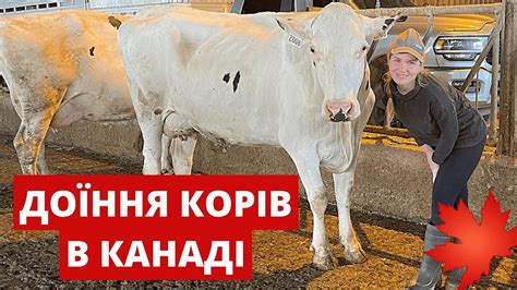 Срочно работа: В на фермі корів в Польше